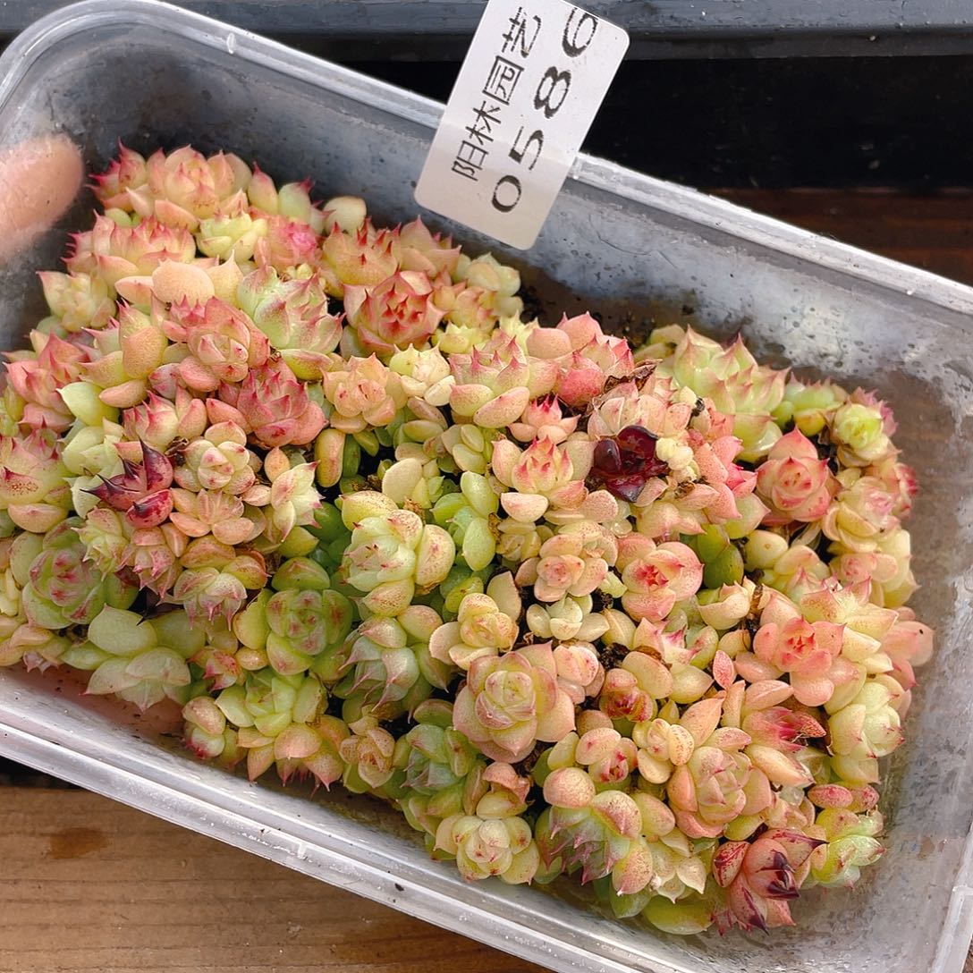 多肉植物多肉植物586