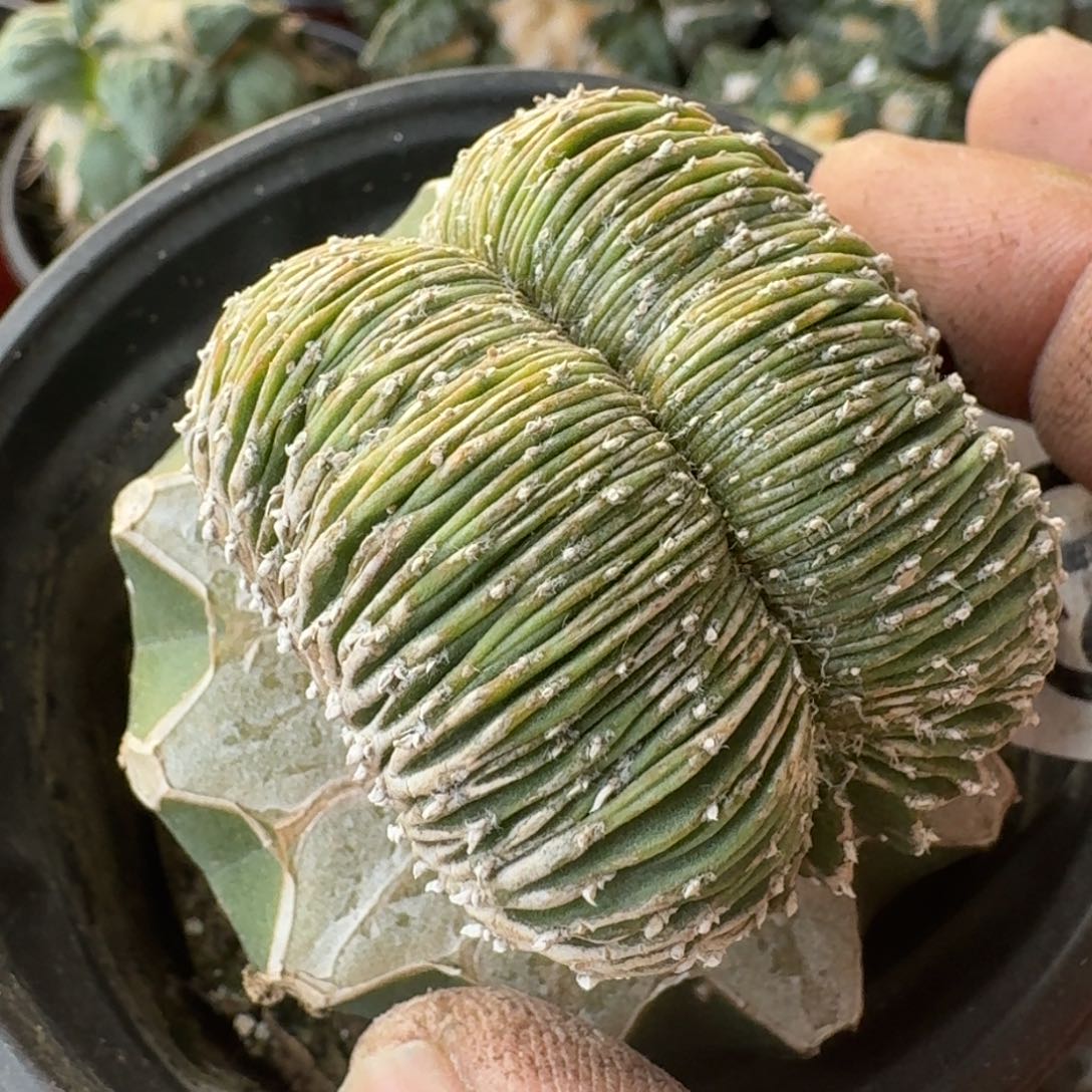 【闪购商品】花笼大肠坠696