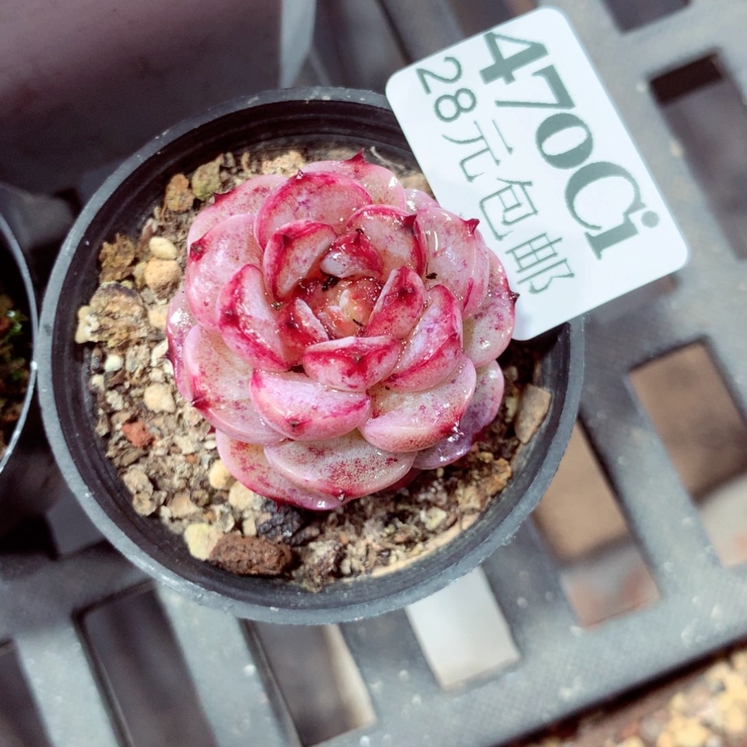 5厘米盆精控多肉470