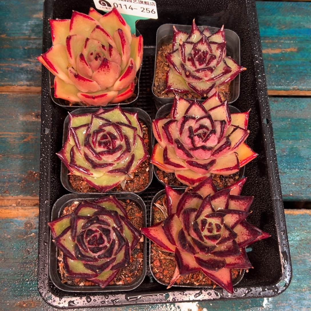 从前慢多肉精选编号0114.256