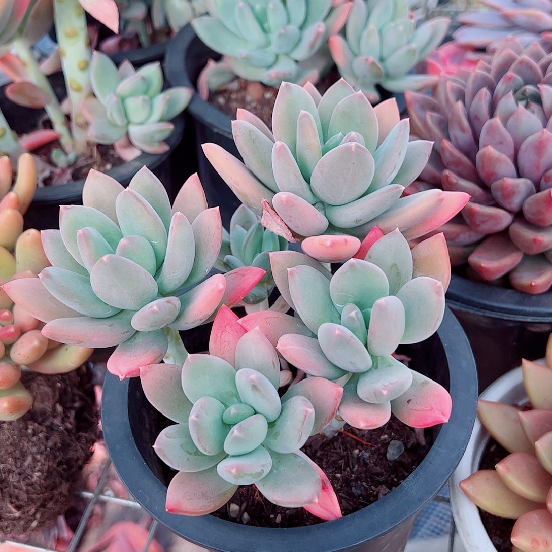 芒果美人多头群生精品