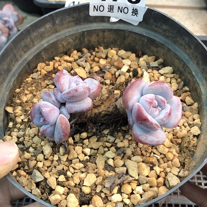 星影石榴籽福利出咯 476