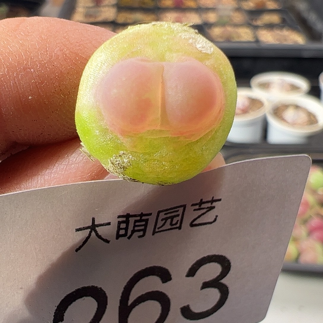 一物一拍。         263