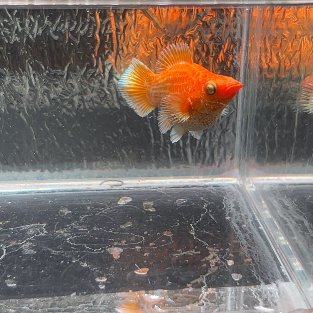 孔雀鱼玛丽鱼一条黄金母