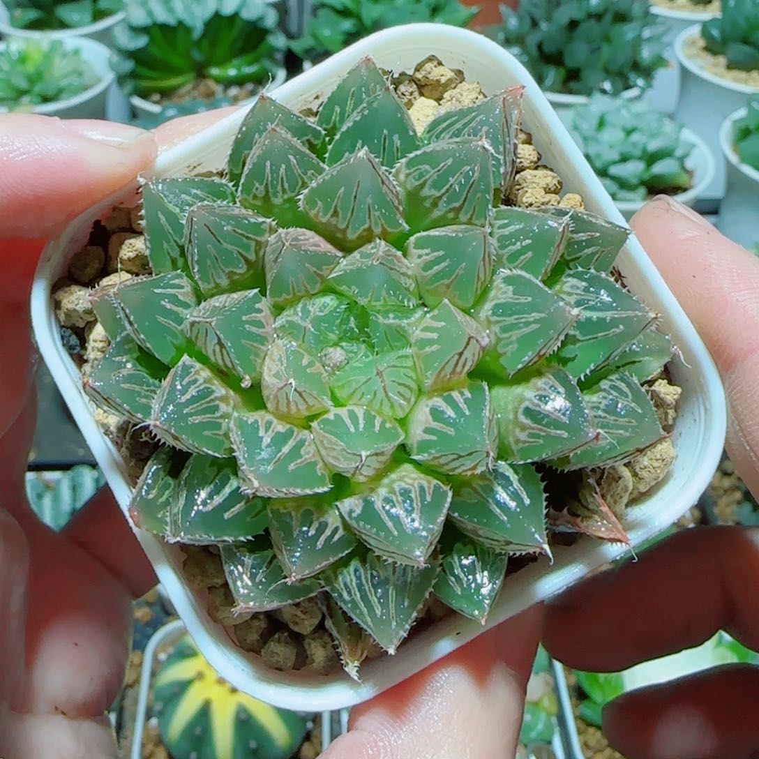 粉楼兰玉露多肉 