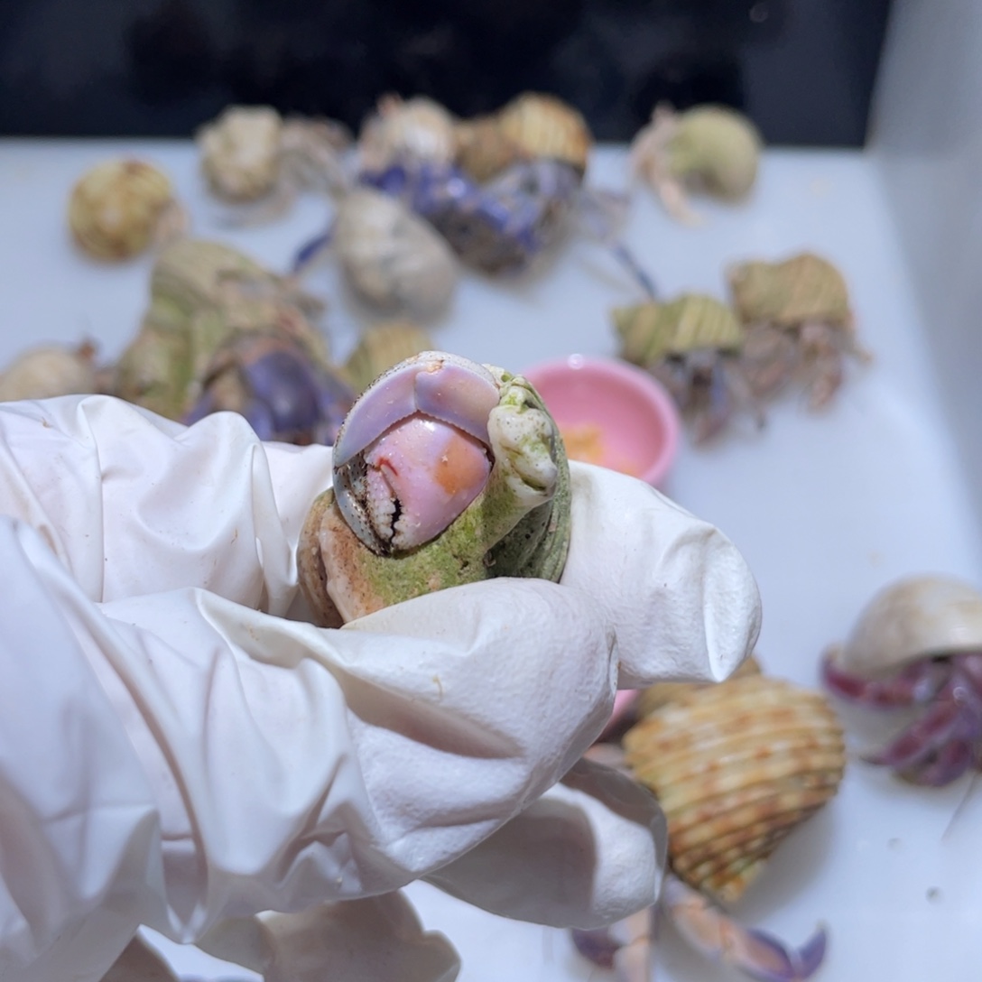 Y6 紫陆粉白蓝色1.5口福利了再生足