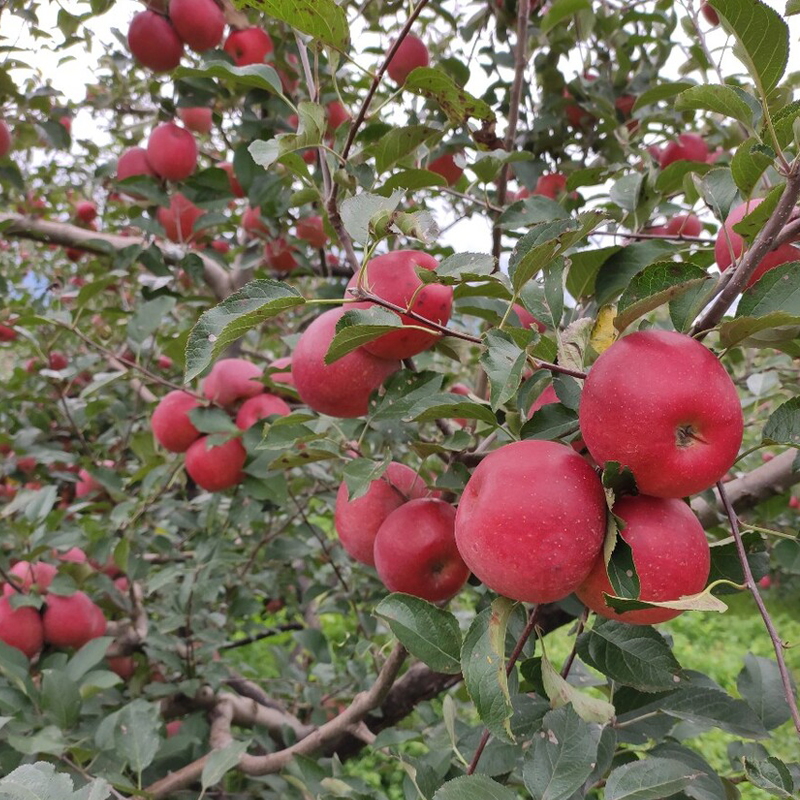 9斤装高品质 精选糖心丑苹果四川大凉山盐源冰糖心丑苹果产地直发