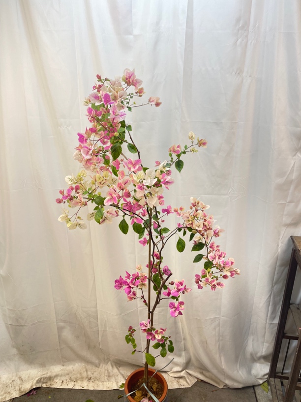 【一物一拍】三角梅基地直发适合室内种植养护