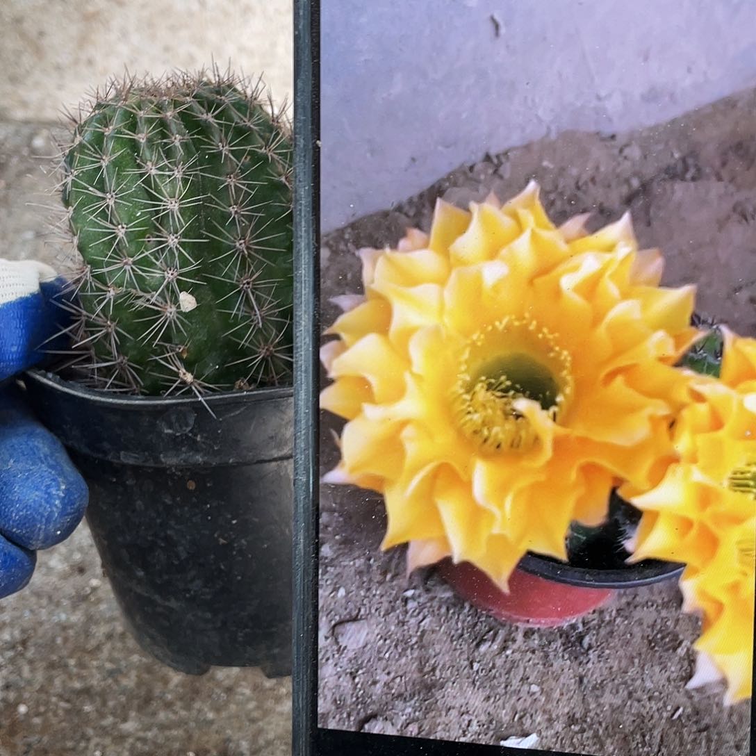 G22自根球6公分以上满18包邮