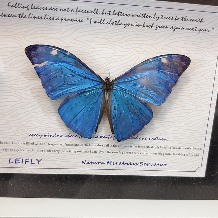 蝴蝶标本定制797@