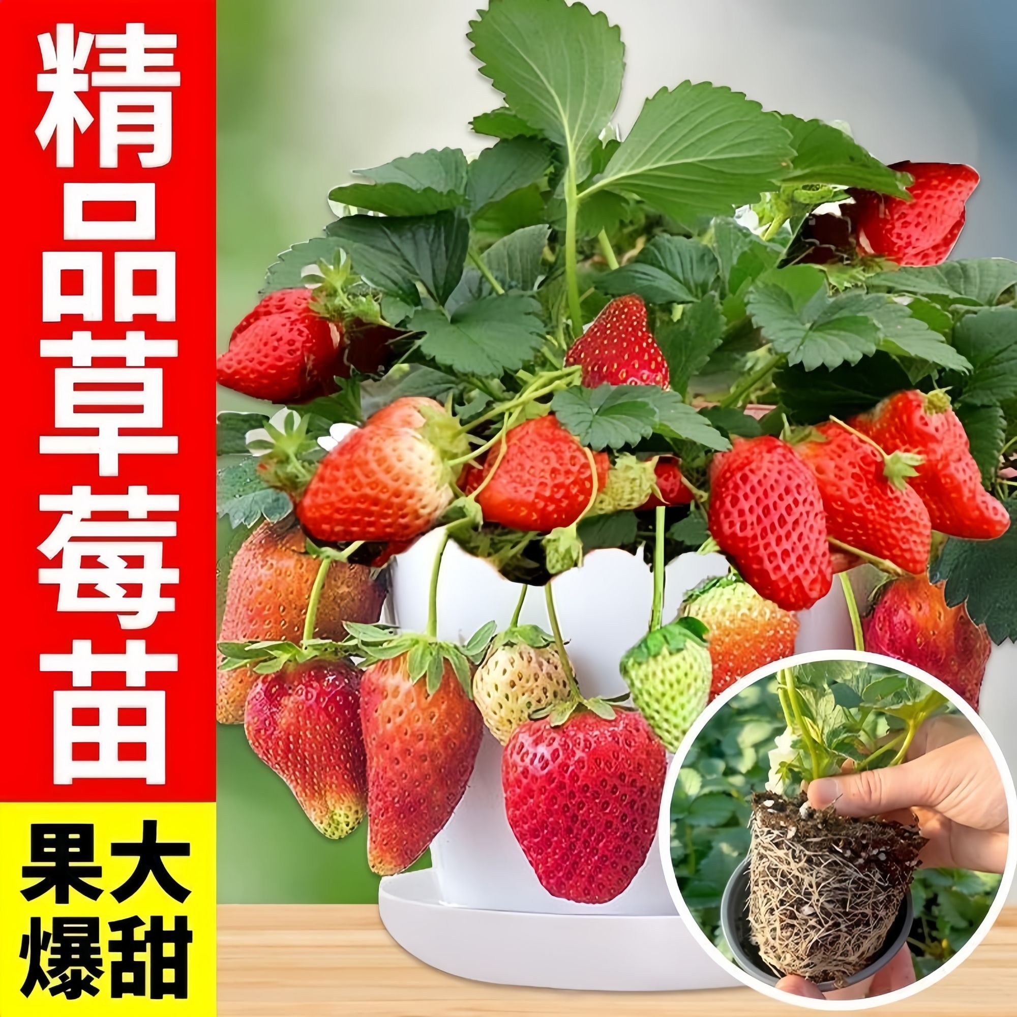 草莓苗盆栽南方北方四季结果果奶油草莓苗绿植物地载食用草莓秧