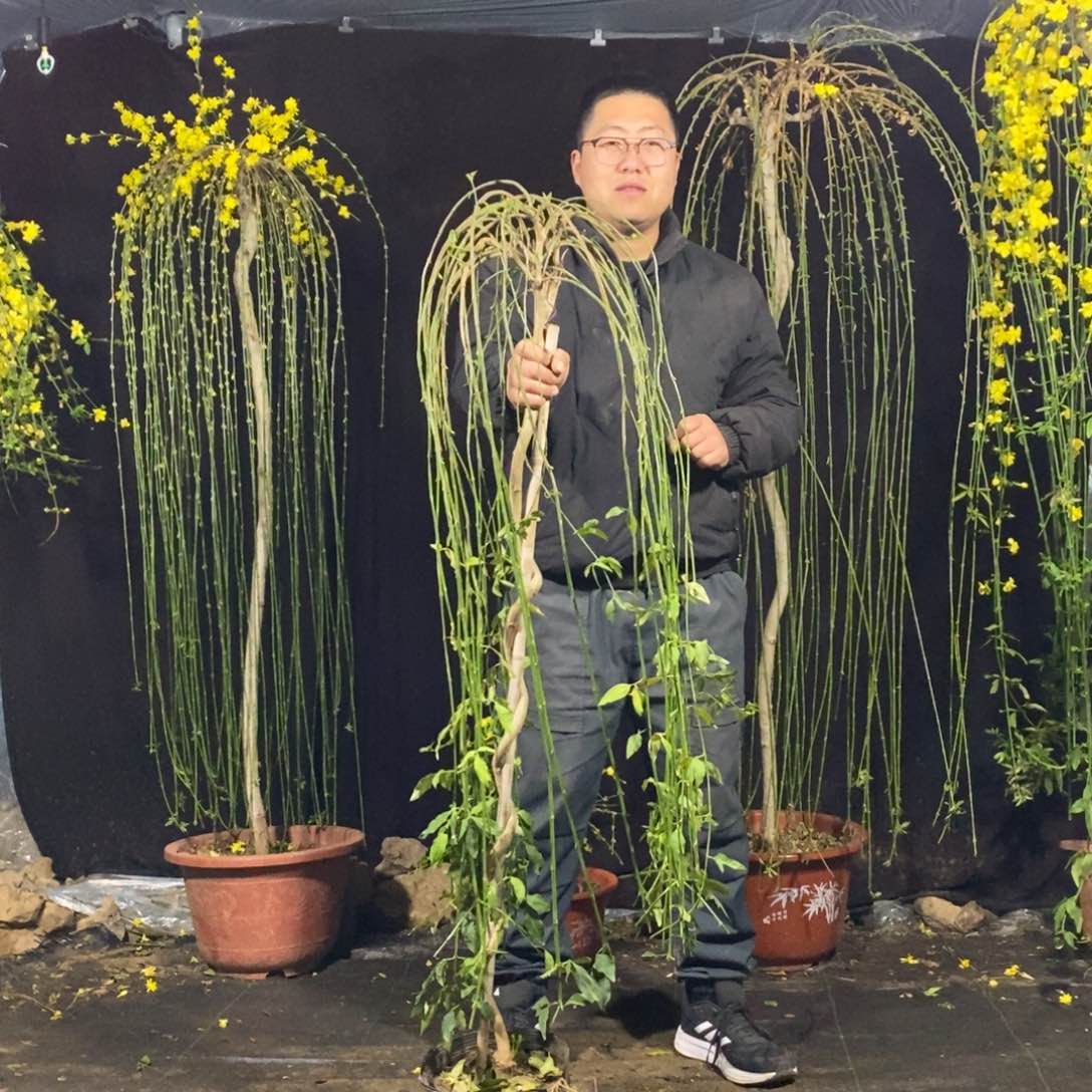 探春花，一物一拍