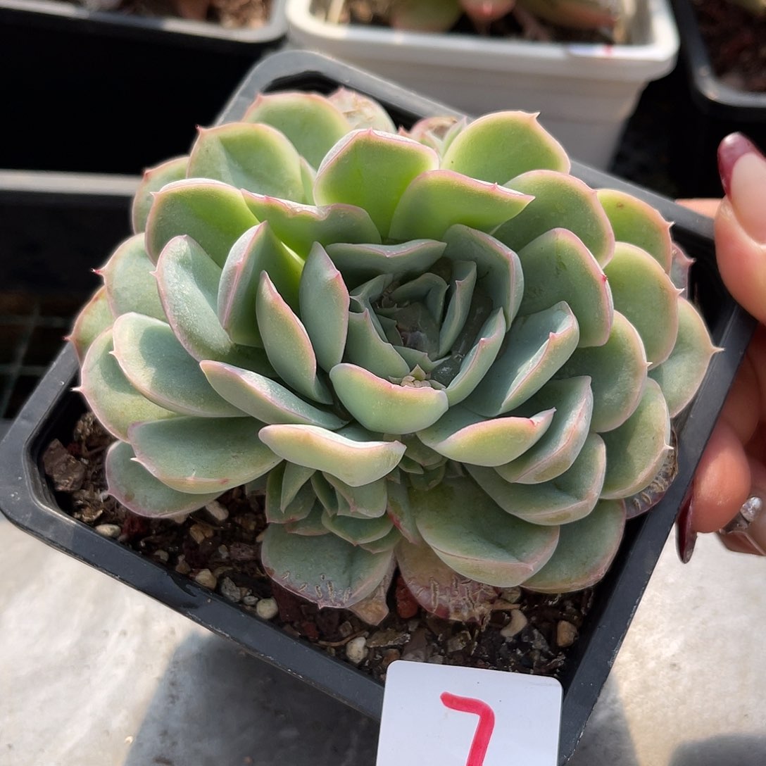 月影。 7。   11111111111