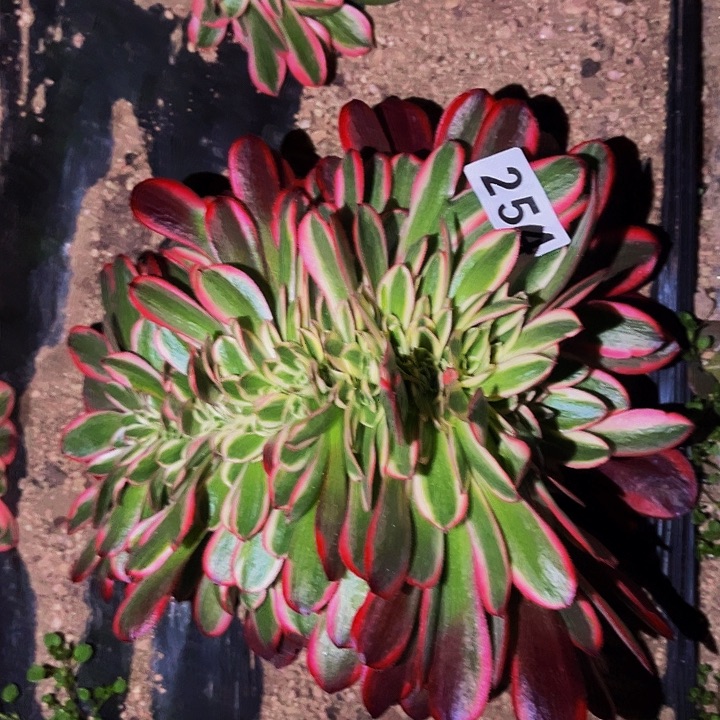 254美杜莎多肉植物处理不售后缀化