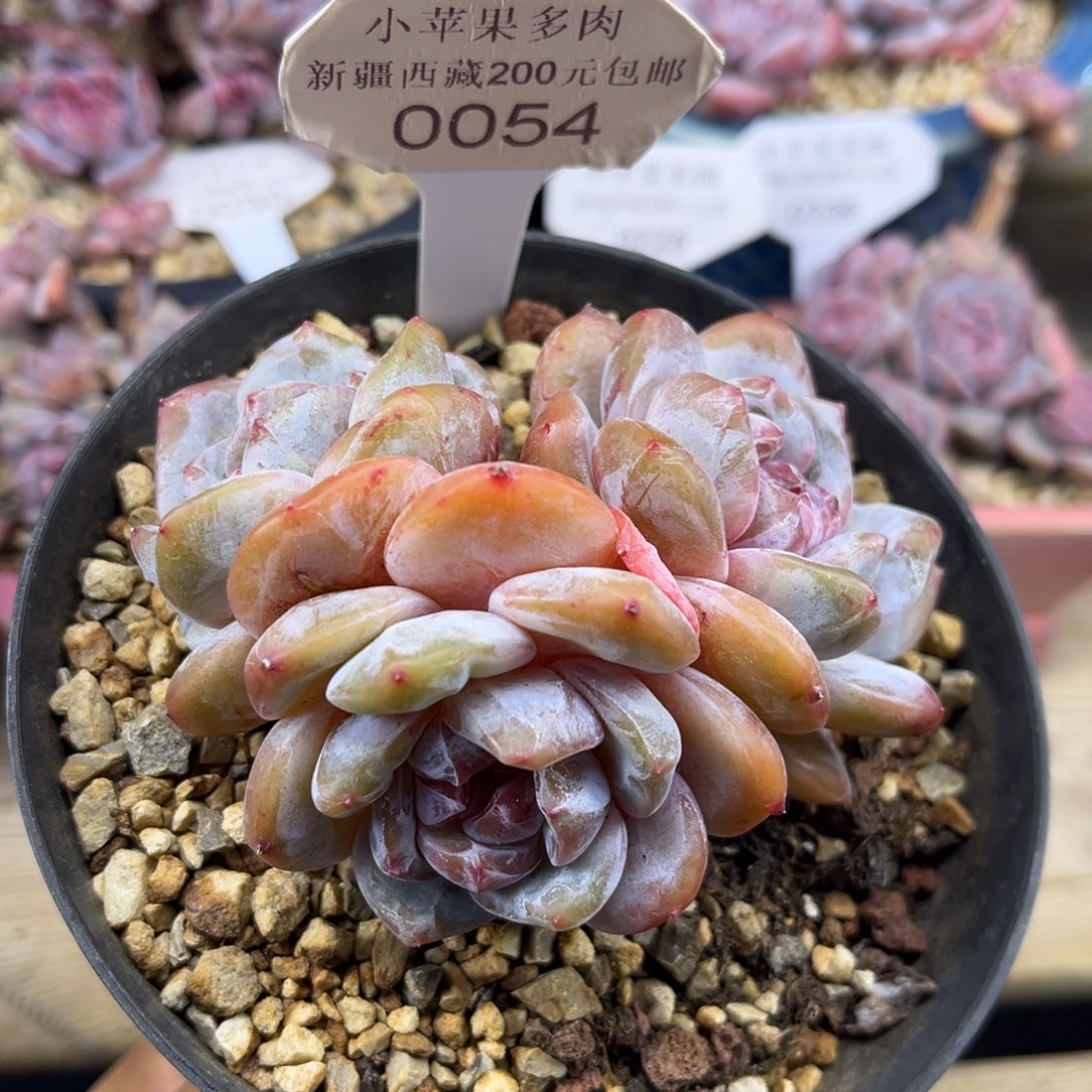 绿底紫心054/9cm3头