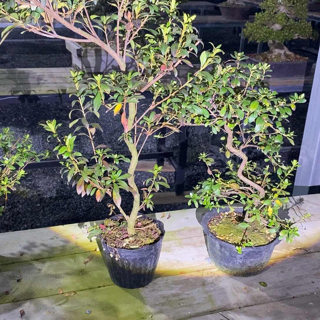 火****锅杜鹃花包邮2899