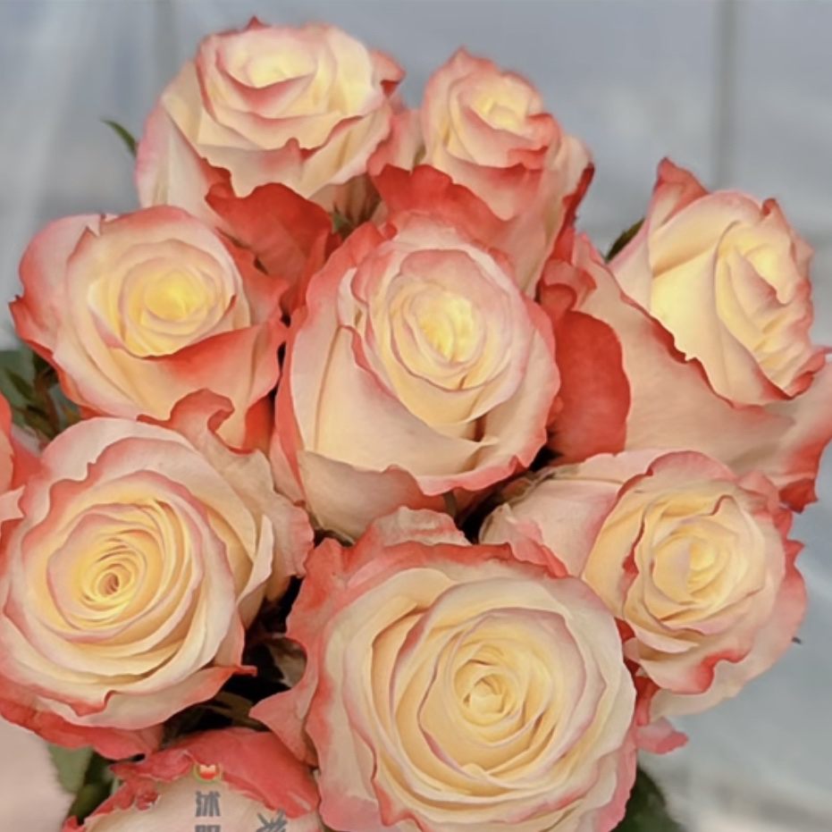 生活方式 根接苗 匠人月季 玫瑰花 四季开花阳台盆栽植物