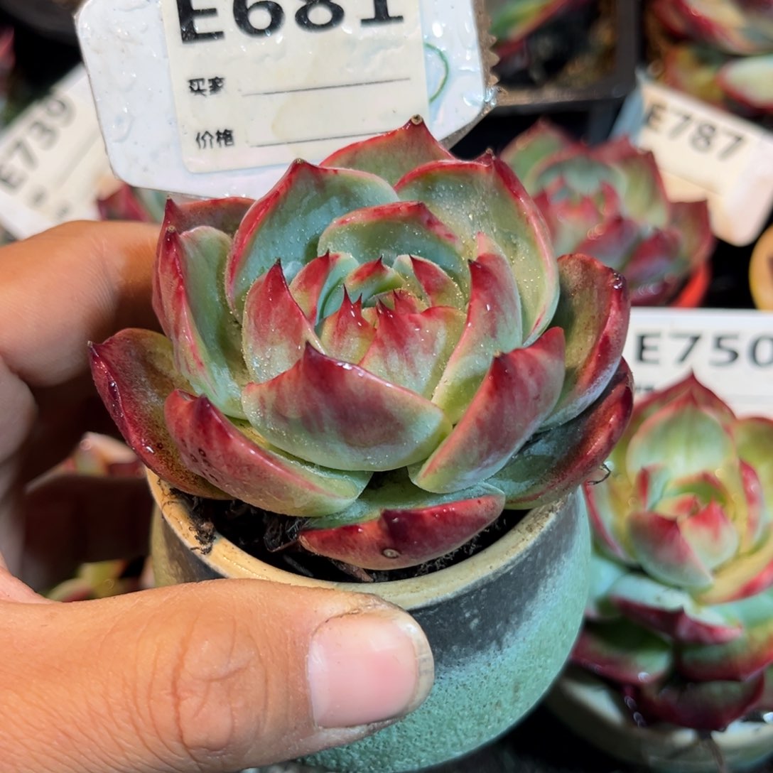 惊鸿一瞥681号多肉