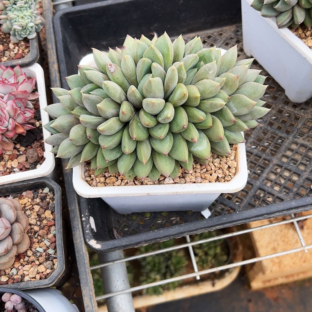 朵朵红象牙缀化多肉一物一拍