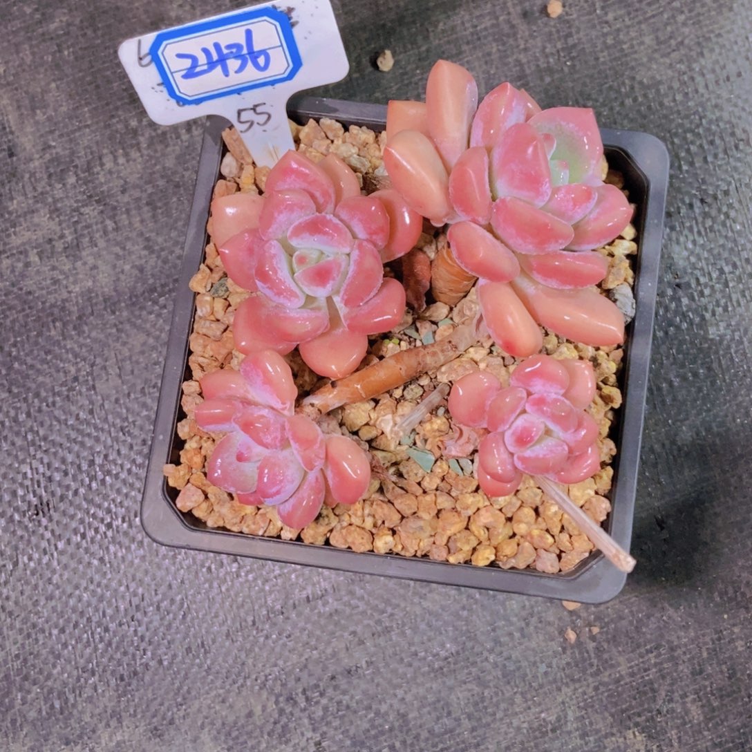 搬***弟2436奥普小群一颗寄养