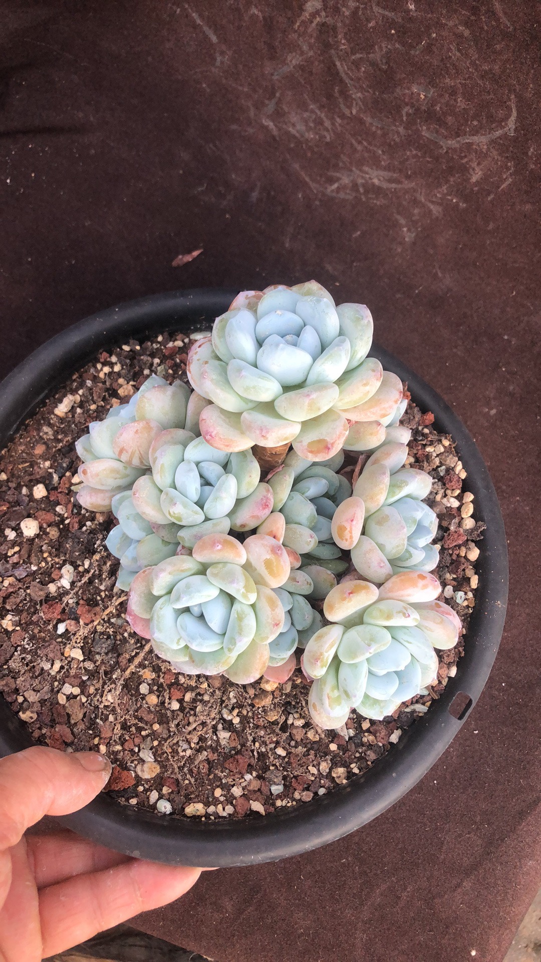 赔本处理 喜欢就拍 精品多肉