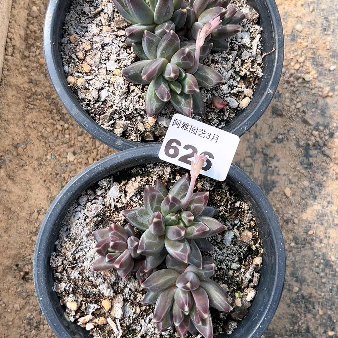 阿雅园艺。   626