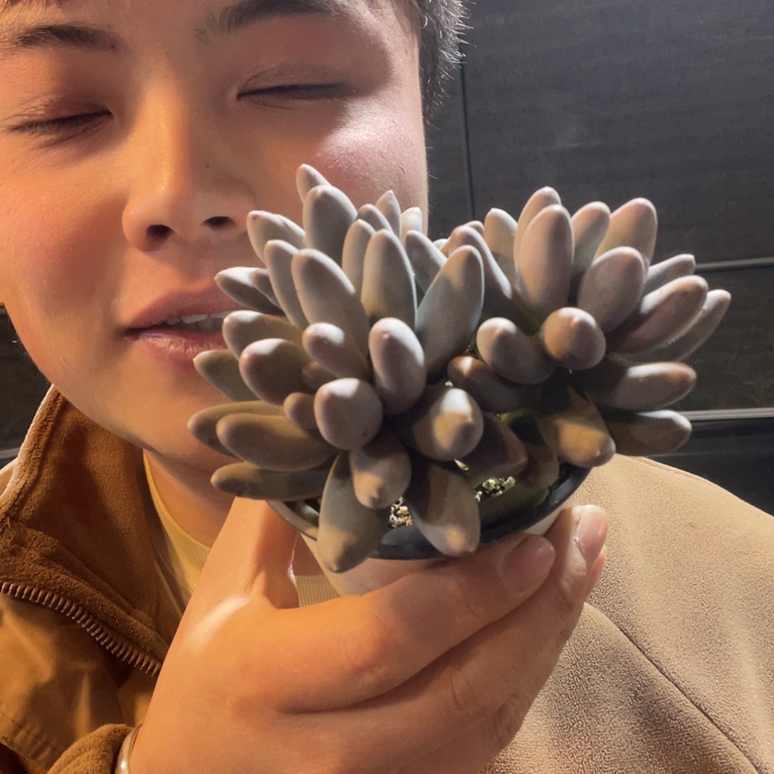 乌拉奶满20包邮脱土发货