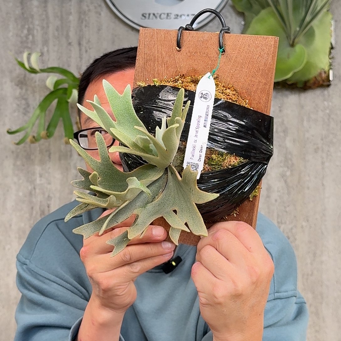 完全开放侏儒爪哇珠宝鹿角蕨孢播