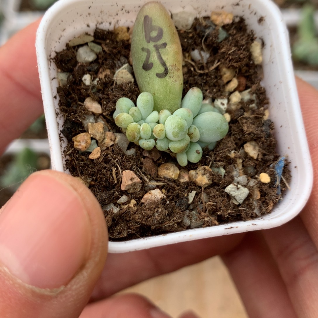 苹果奶酪板子缀化