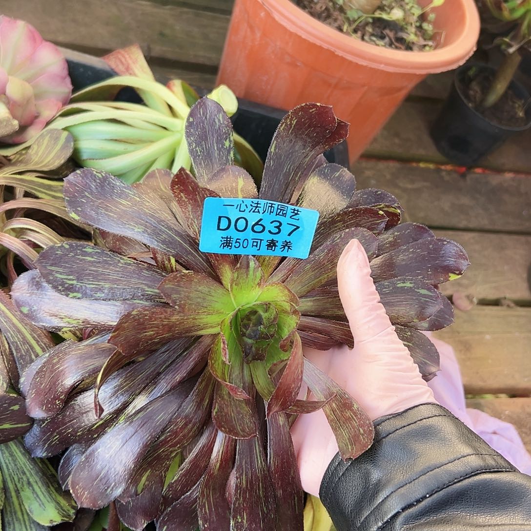 多肉植物多肉植物0637