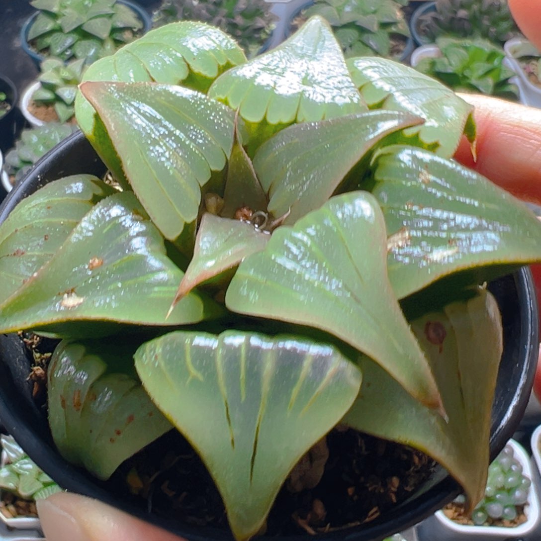 瑕疵媚凤万象盆玉露多肉