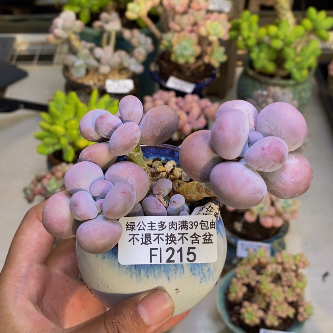 215芭比奶多肉7cm