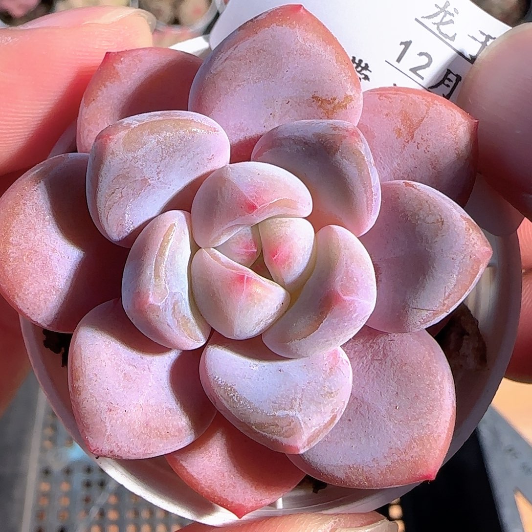 多肉1211-18福利福利