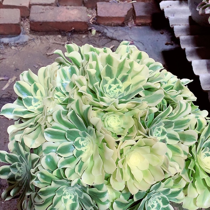 绿豆沙，多肉植物