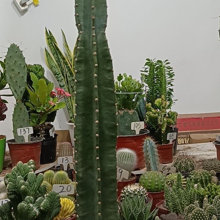 无花朵量天尺     35元