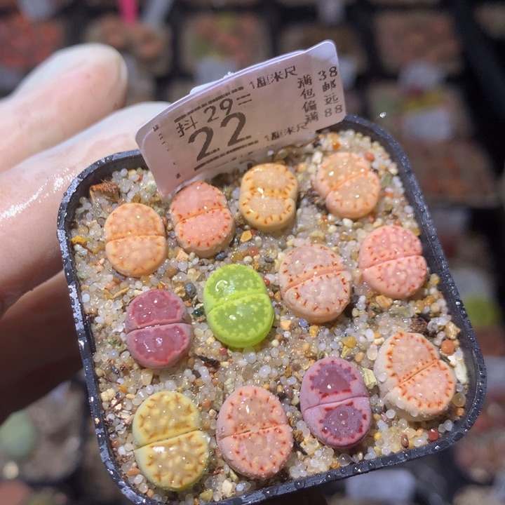 精品生生花29.22