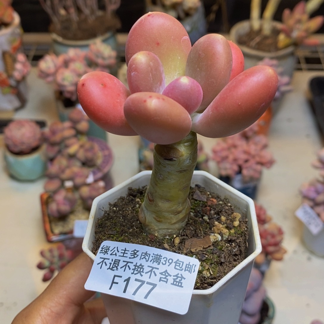 177金蟾多肉肉5c m