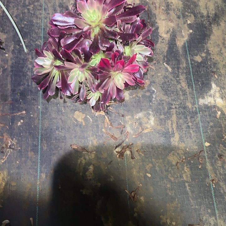 一单包邮不包侧枝38