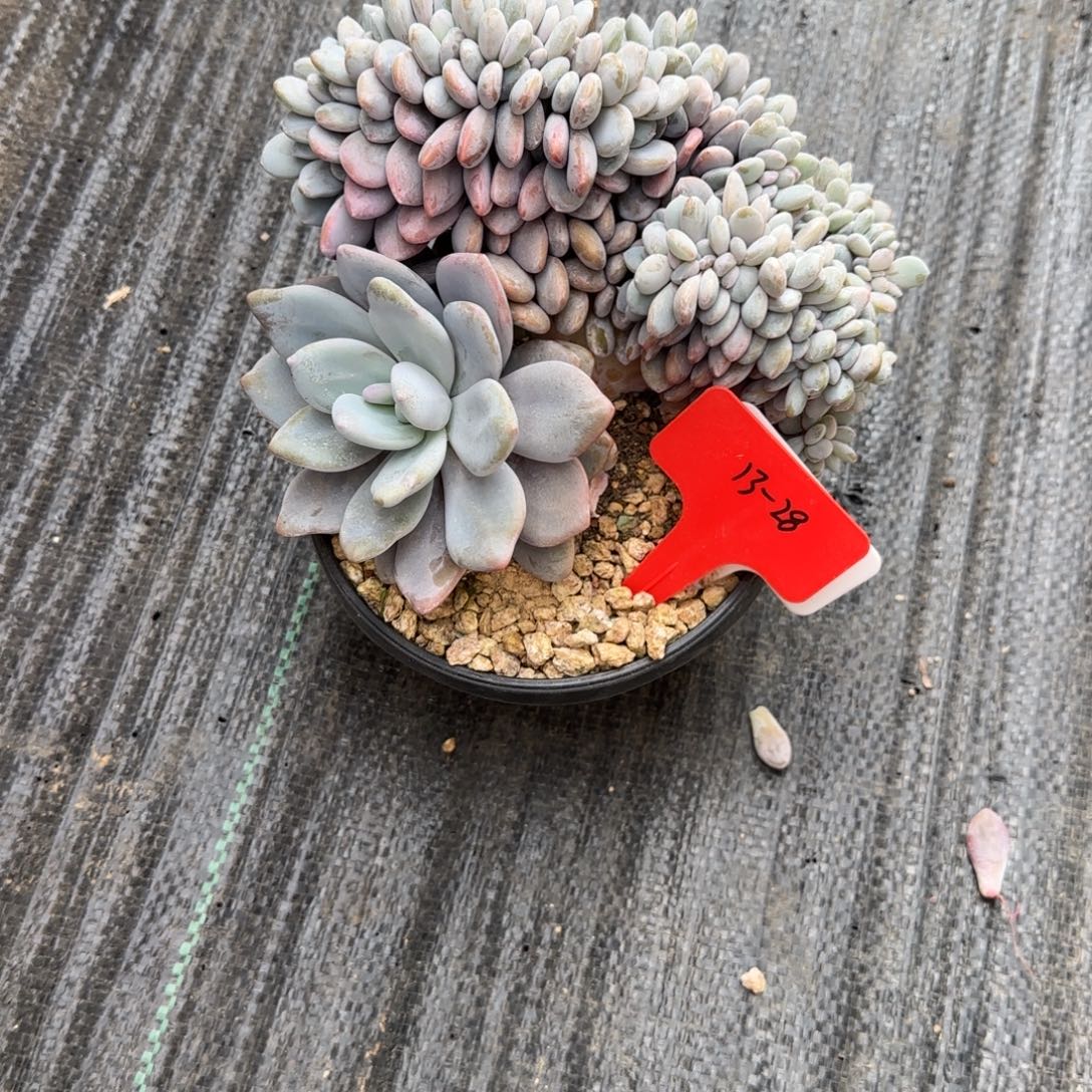 一物一拍粉兔缀13-28