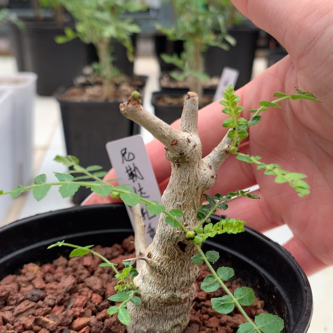 尼勒达乳香实生带盆