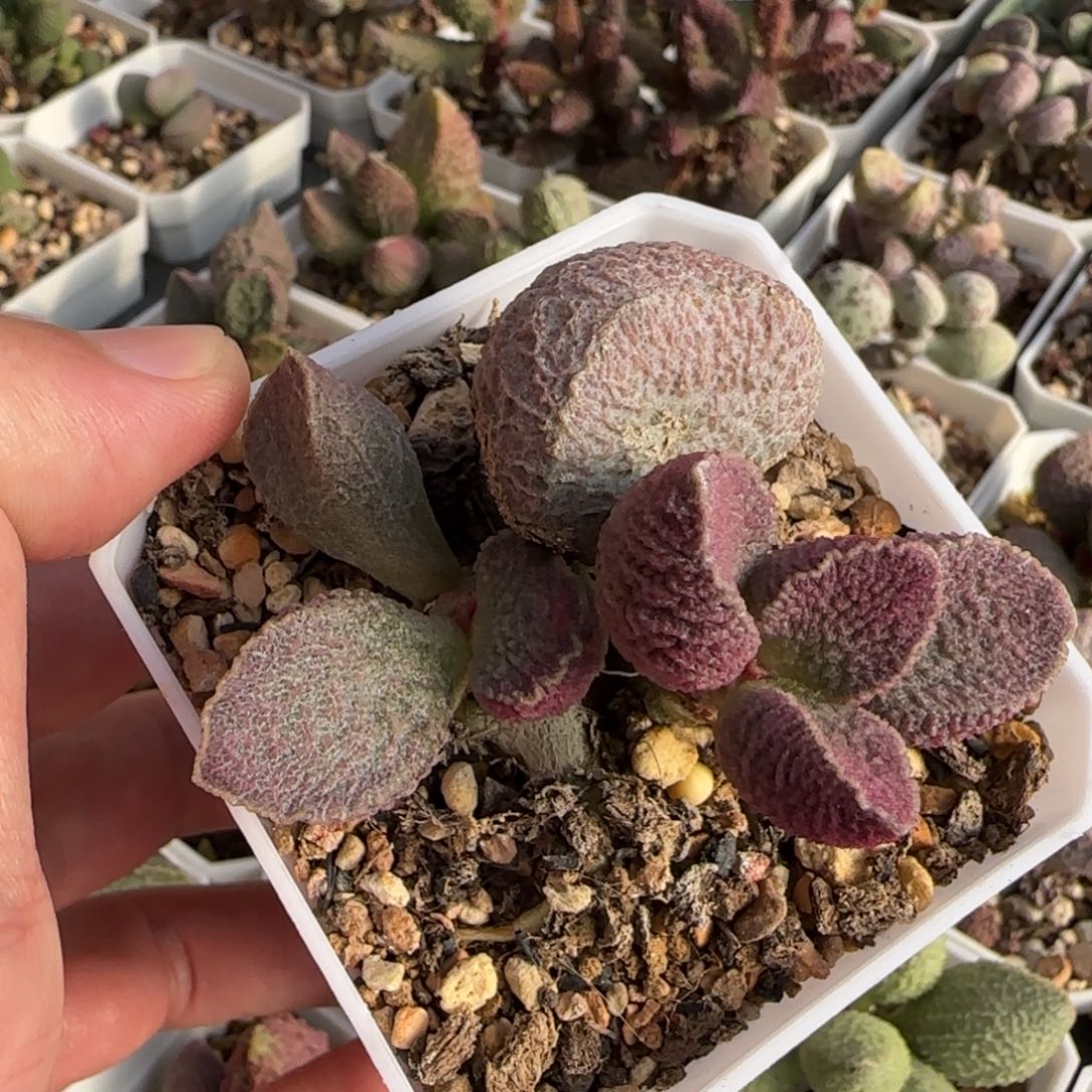 哈默猪肝多肉水泡