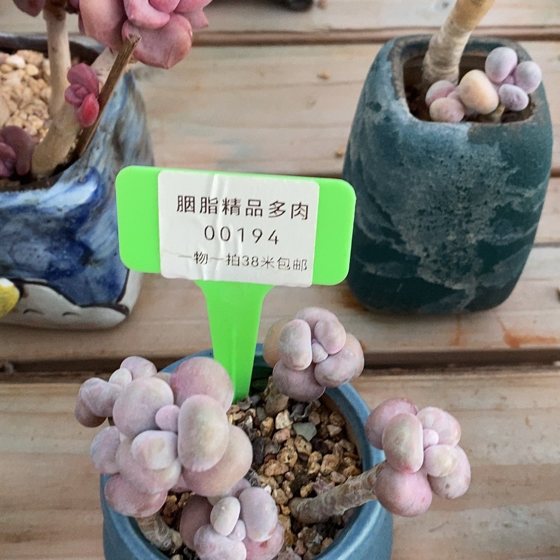 00194咯图烤鱼魔芋