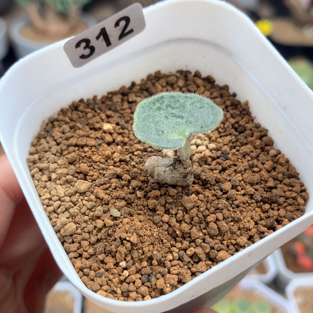 猪耳朵奇峰锦带盆多肉