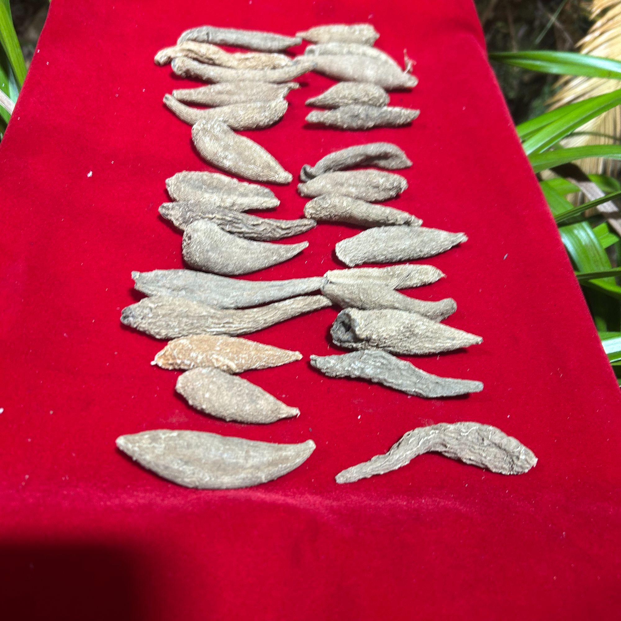 1【安-胃-丹-菇】净含量250g-1500g【阿徐现收】