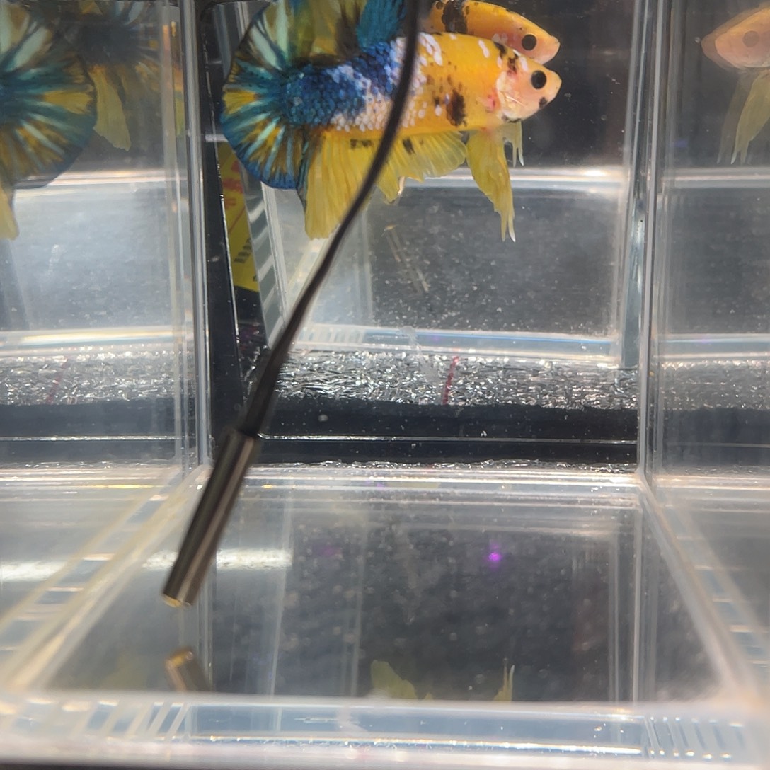 斗鱼12.11 黄糖 041