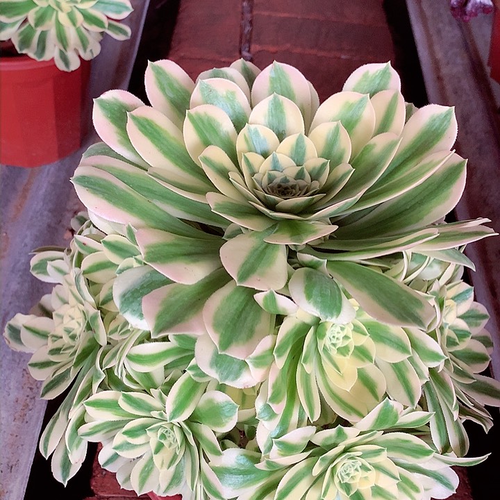 迈巴赫，多肉植物