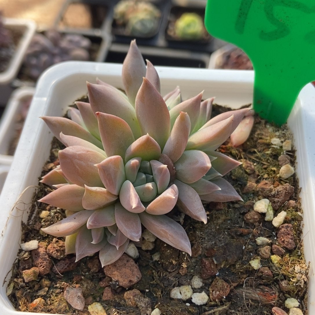 752牧斯美人多肉植物