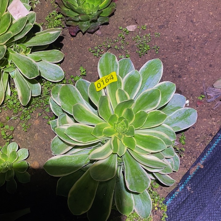 0164绿玫瑰青莲多肉植物