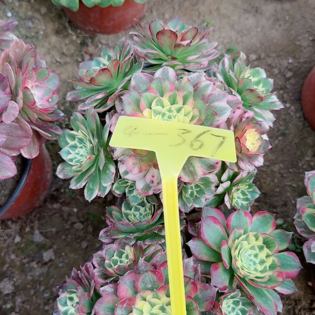 4-367---多头多肉植物海王