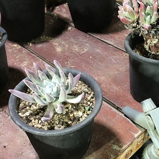 韩货原种仙女棒杯